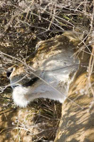 18 - Tanzania - Leona - crater del Ngorongoro